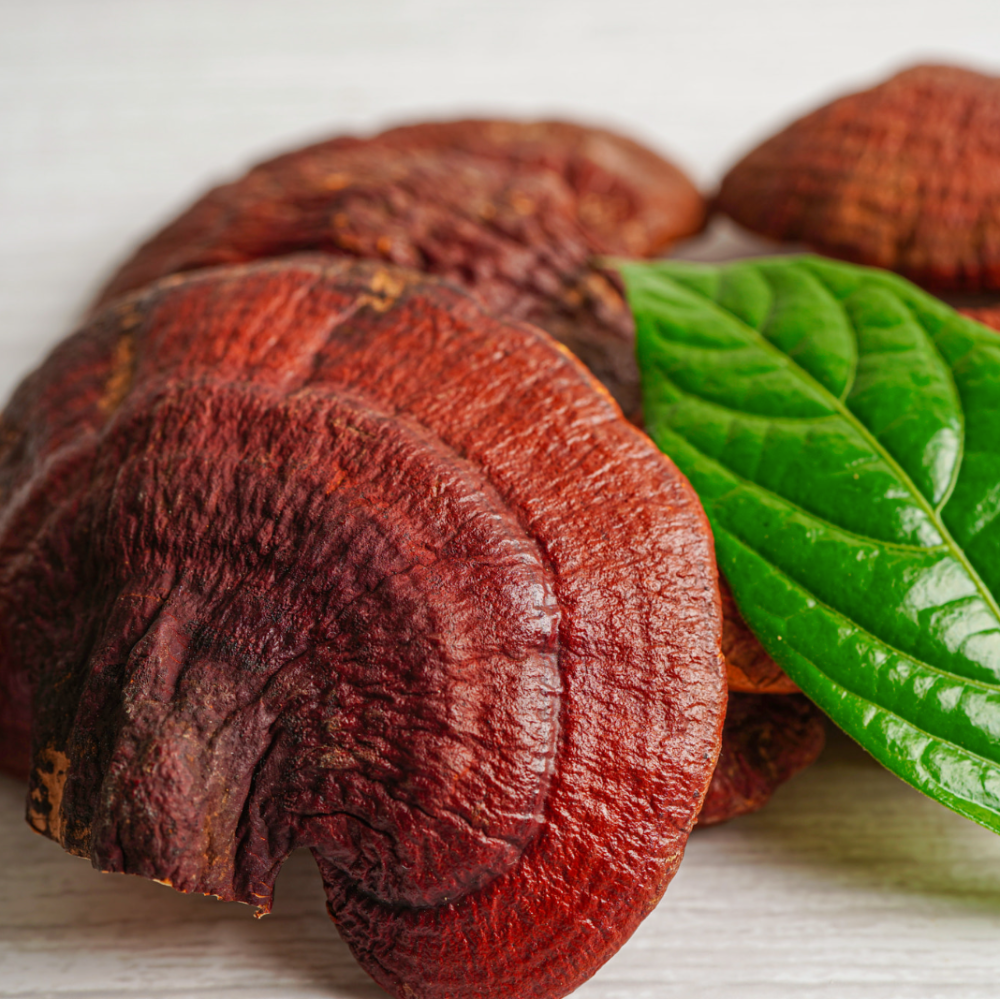 Focus Renewal Eye Cream with Triple Mushroom Complex: Reishi + Chaga + Sang Hwang